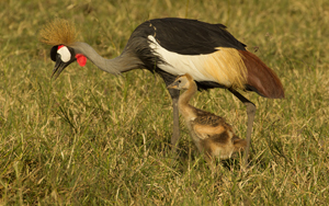 crane